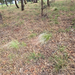 Nassella trichotoma at Hackett, ACT - 5 Dec 2024