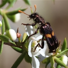 Eleale sp. (genus) at Yackandandah, VIC - 1 Dec 2024 by KylieWaldon