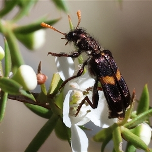 Eleale pulchra at Yackandandah, VIC - 2 Dec 2024