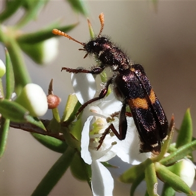 Eleale sp. (genus) at Yackandandah, VIC - 1 Dec 2024 by KylieWaldon