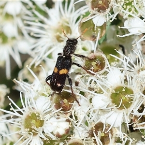 Eleale pulchra at Yackandandah, VIC - 2 Dec 2024