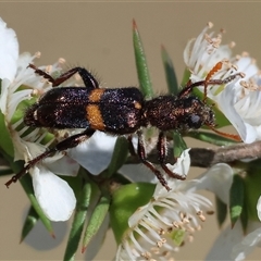 Eleale pulchra at Yackandandah, VIC - 2 Dec 2024