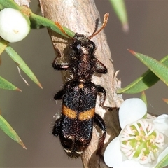 Eleale pulchra at Yackandandah, VIC - 2 Dec 2024