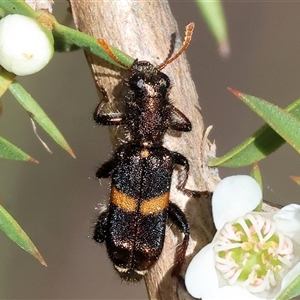 Eleale pulchra at Yackandandah, VIC - 2 Dec 2024