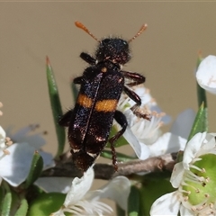 Eleale pulchra at Yackandandah, VIC - 2 Dec 2024