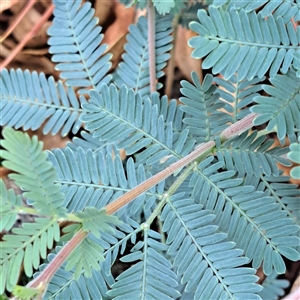 Acacia baileyana at Hackett, ACT - 5 Dec 2024