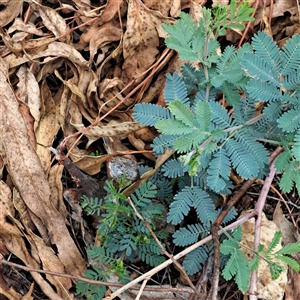 Acacia baileyana at Hackett, ACT - 5 Dec 2024