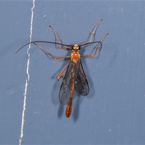 Dicamptus fuscicornis (Ichneumon wasp) at Higgins, ACT by AlisonMilton