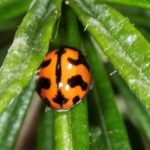 Coccinella transversalis at Latham, ACT - 2 Dec 2024 09:54 AM