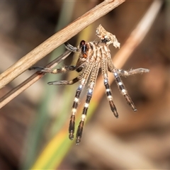 Neosparassus calligaster (Beautiful Badge Huntsman) at Latham, ACT - 2 Dec 2024 by AlisonMilton