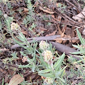 Lavandula stoechas at Hackett, ACT - 5 Dec 2024 10:46 AM