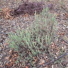 Lavandula stoechas at Hackett, ACT - 5 Dec 2024 10:46 AM