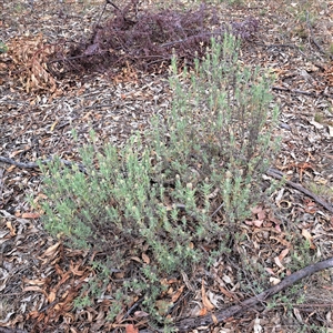 Lavandula stoechas at Hackett, ACT - 5 Dec 2024 10:46 AM