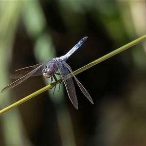 Orthetrum caledonicum (Blue Skimmer) at Macgregor, ACT by AlisonMilton