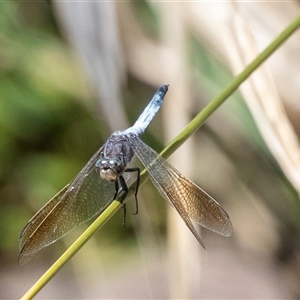 Orthetrum caledonicum at Macgregor, ACT - 2 Dec 2024