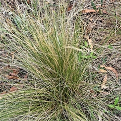 Nassella trichotoma (Serrated Tussock) at Hackett, ACT - 5 Dec 2024 by abread111