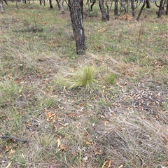 Nassella trichotoma at Hackett, ACT - 5 Dec 2024