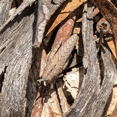 Acrididae sp. (family) (Unidentified Grasshopper) at Latham, ACT - 2 Dec 2024 by AlisonMilton