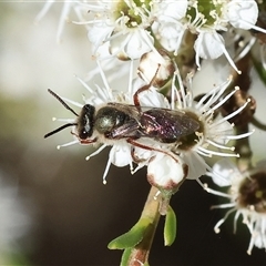 Unidentified Bee (Hymenoptera, Apiformes) at Yackandandah, VIC - 1 Dec 2024 by KylieWaldon