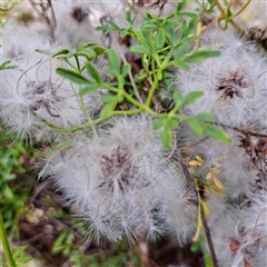 Clematis leptophylla (Small-leaf Clematis, Old Man's Beard) at Watson, ACT - 4 Dec 2024 by abread111