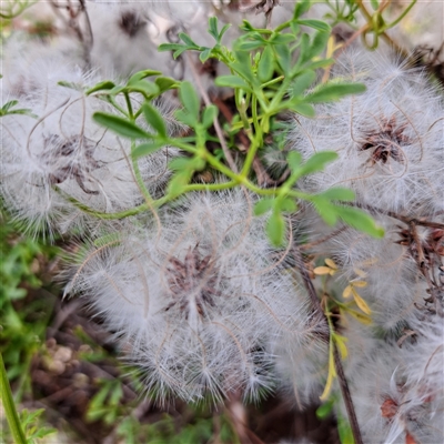 Clematis leptophylla (Small-leaf Clematis, Old Man's Beard) at Watson, ACT - 5 Dec 2024 by abread111