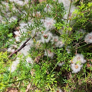 Clematis leptophylla at Watson, ACT - 5 Dec 2024