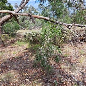 Clematis leptophylla at Watson, ACT - 5 Dec 2024