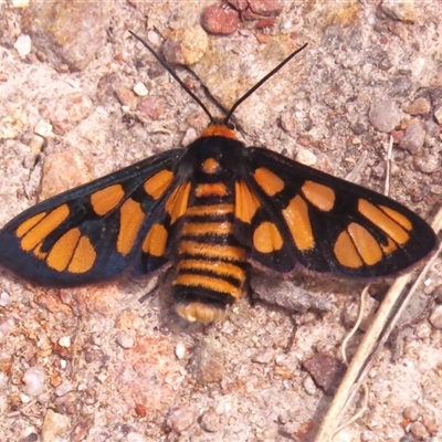 Amata (genus) (Handmaiden Moth) at Tharwa, ACT - 5 Dec 2024 by JohnBundock