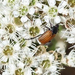 Phyllotocus rufipennis at Yackandandah, VIC - 2 Dec 2024