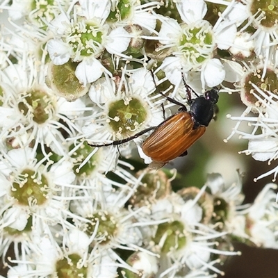 Phyllotocus rufipennis (Nectar scarab) at Yackandandah, VIC - 2 Dec 2024 by KylieWaldon