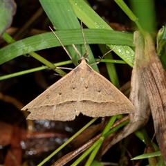 Epidesmia hypenaria (Long-nosed Epidesmia) at Higgins, ACT - 1 Dec 2024 by AlisonMilton