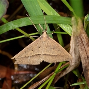 Epidesmia hypenaria at Higgins, ACT - 1 Dec 2024