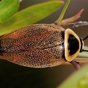 Ellipsidion australe (Austral Ellipsidion cockroach) at Higgins, ACT by AlisonMilton