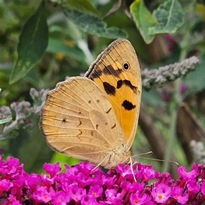 Heteronympha merope at Braidwood, NSW - 5 Dec 2024