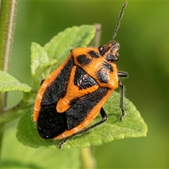 Agonoscelis rutila (Horehound bug) at Higgins, ACT - 1 Dec 2024 by AlisonMilton