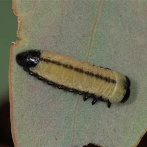 Paropsisterna cloelia at Scullin, ACT - 1 Dec 2024