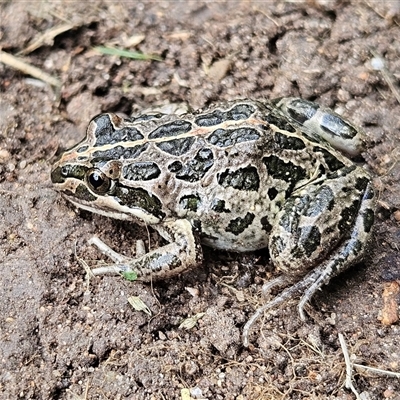 Limnodynastes tasmaniensis (Spotted Grass Frog) at Braidwood, NSW - 5 Dec 2024 by MatthewFrawley