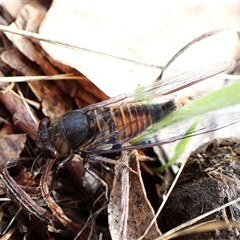 Yoyetta australicta (Southern Ticking Ambertail) at Cook, ACT - 3 Dec 2024 by CathB