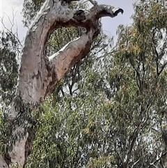 Eucalyptus sp. (A Gum Tree) at Boundary Bend, VIC - 2 Dec 2023 by MB