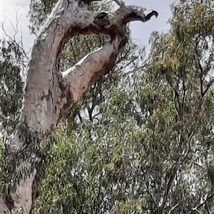 Eucalyptus sp. at Boundary Bend, VIC - suppressed