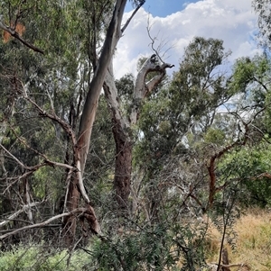 Eucalyptus sp. at Boundary Bend, VIC - suppressed