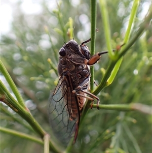 Yoyetta australicta (Southern Ticking Ambertail) at Cook, ACT by CathB