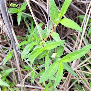 Persicaria prostrata at Watson, ACT - 5 Dec 2024 10:13 AM