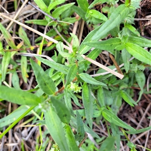 Persicaria prostrata at Watson, ACT - 5 Dec 2024 10:13 AM