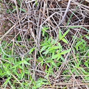 Persicaria prostrata at Watson, ACT - 5 Dec 2024 10:13 AM