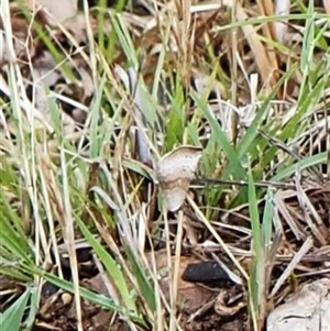 Mataeomera mesotaenia (Large Scale Moth) at Cook, ACT by CathB