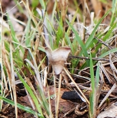 Mataeomera mesotaenia at Cook, ACT - 4 Dec 2024