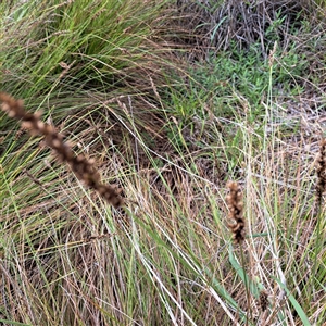 Carex appressa (Tall Sedge) at Watson, ACT by abread111