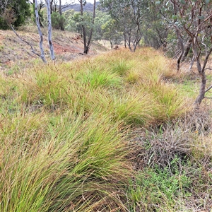 Carex appressa at Watson, ACT - 5 Dec 2024