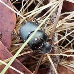 Onthophagus australis (Southern dung beetle) at Cook, ACT - 4 Dec 2024 by CathB